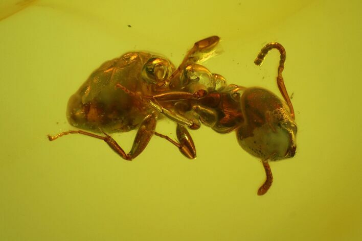 Detailed Fossil Ant (Formicidae) In Baltic Amber #145411